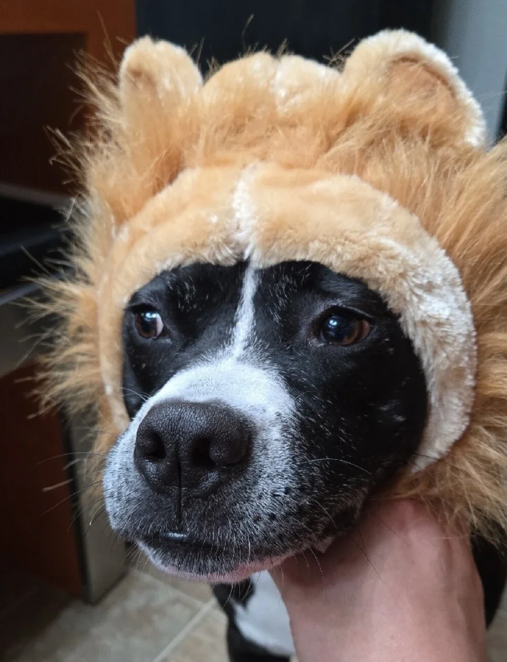 Lion Dog Hat, Size Small/medium